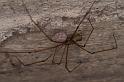 Pholcus_opilionoides_D5175_Z_91_Les Gris_Frankrijk